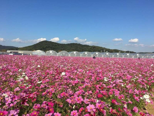 【P:佐賀発】 花の海100万本のコスモス・秋吉台黄金色に輝くすすき・海上アルプスの青海島 山口3つの秋の絶景めぐり 日帰り 2